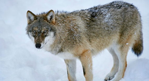 Un loup dans la neige. La planète ne crie pas au loup : les activités économiques de l’homme ont pris une telle ampleur qu’elles compromettent le climat à l’échelle mondiale. (Photo: imageBroker/David & Micha Sheldon/Newscom)/